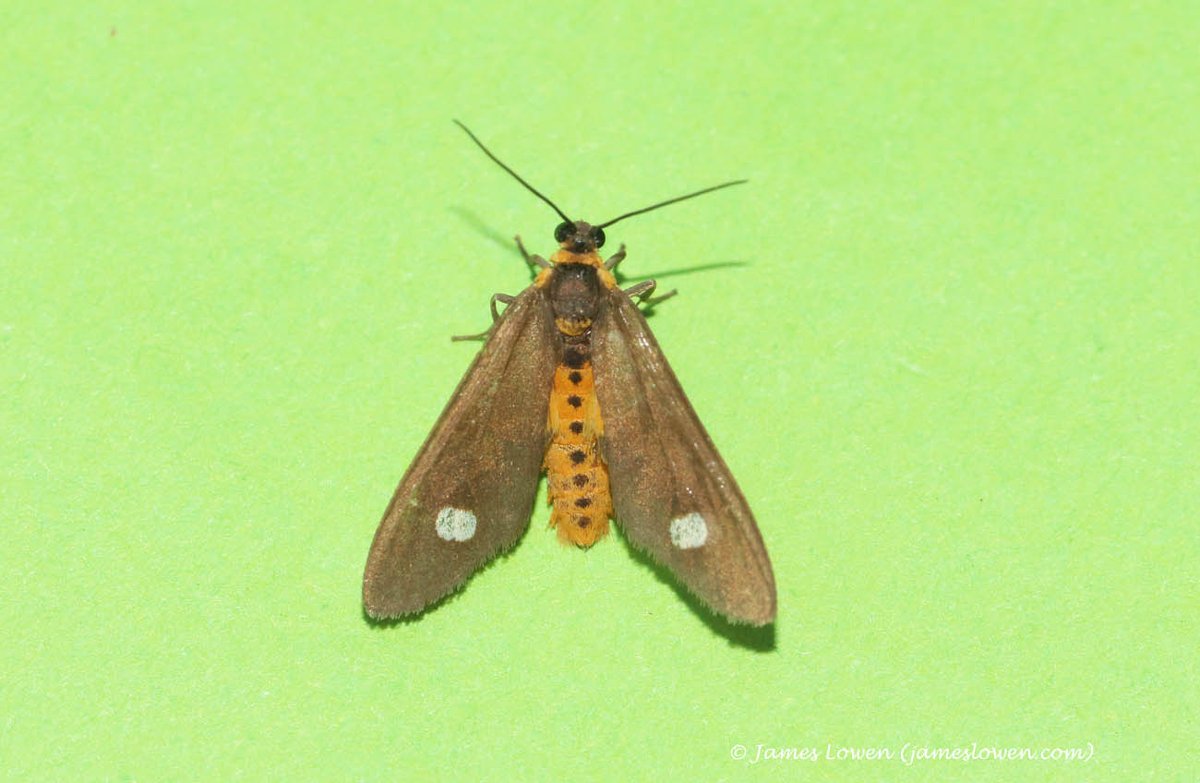 James Lowen tweet media