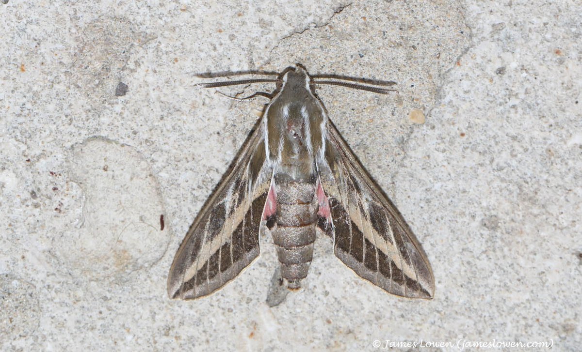 NEW BLOG: Cyprus moths. A photo-rich exploration of what was attracted to the pair of LED lights that @mcbuckland and I ran on our hotel balcony. Spoiler alert: the catches overall exceeded expectations... jameslowen.com/blog-26-apr-24…