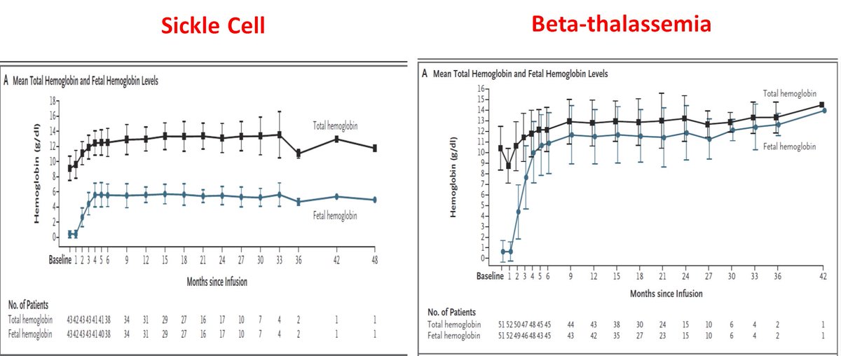 #Casgevy why is the amount of fetal hemoglobin drastically lower in sickle cell vs beta-thalassemia population?

Are gamma-globin/sickle cell globin heterodimers not formed/measured?

Editing levels are very similar. $CRSP $VRTX