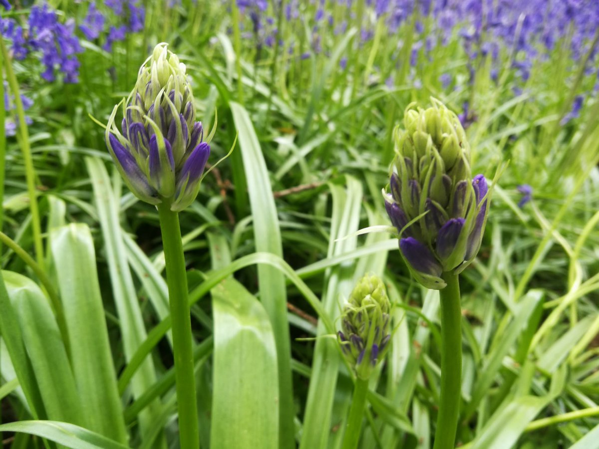 Not all bluebells are blue, and some are different in form.  Here are some of the variants you might spot if you're visiting Perivale Wood this weekend 👀

Book via Eventbrite: eventbrite.co.uk/e/perivale-woo…
#PerivaleWood #Bluebells #Variation #OpenDays

📷 Ingrid Waloff, David Howdon