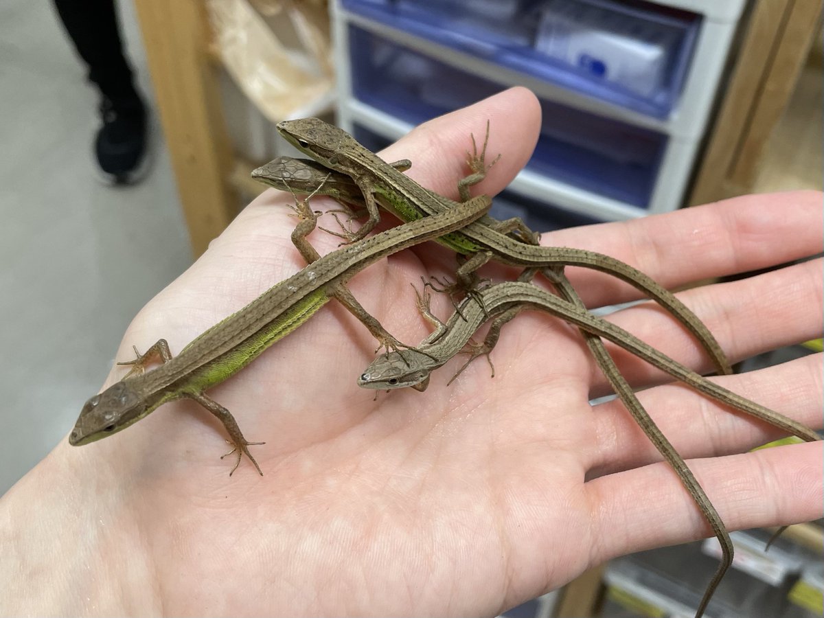 2階新入荷】 ・ザオキノボリトカゲ 𝘿𝙞𝙥𝙡𝙤𝙙𝙚𝙧𝙢𝙖