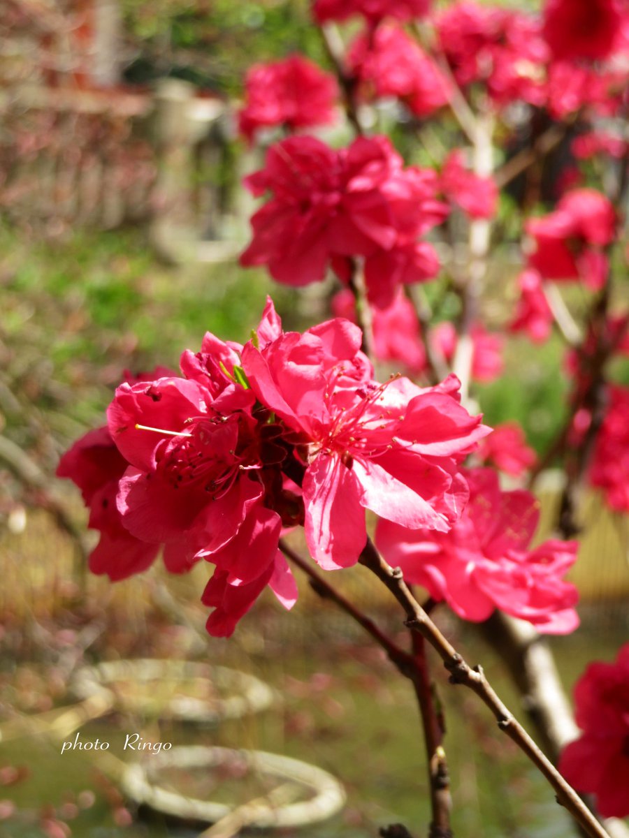 明日からＧＷですね〜。
お天気が不安定ですが、良い休日をお過ごしくださいね☺️
#photo #photooftheday 
#写真好きな人と繋がりたい
#photograghy #写真 #桜
#写真撮ってる人と繋がりたい
#flowerphotography  
#花好きと繋がりたい #桃