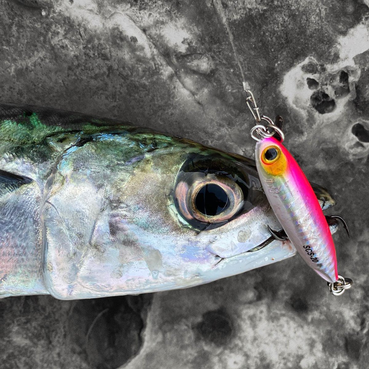 palms_global's tweet photo. Shore Slow Jigging with Slow Blatt cast SLIM in France ๐ซ๐ทย
Lure: Slow Blatt cast SLIM 20g Pink back glow color(H-528)ย
Merci Martin !!
#palmsfishing #shoreslow #shoreslowjigging #slowjigging #slowjig #fishingfrance #francefishing #babylonfishing @babylonfishing @palms_japan https://t.co/sLSKv9gOLz