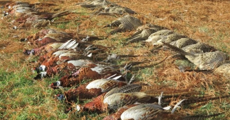 Mental. FOIs reveal 131 shoots and game farms are responsible for rearing and releasing a staggering 6.2 million pheasants in England. RT if you're against the bird shooting industry and want to see it shut down for good!