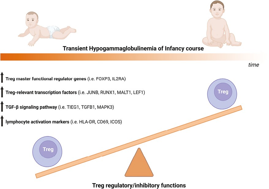 Do #Treg cells have a role in the pathomechanism of transient #hypogammaglobulinemia of infancy (THI)? These findings from researchers at @JagiellonskiUni Medical College expand our knowledge for the future diagnosis or management of THI: bit.ly/3JtRCoL #WorldPIWeek