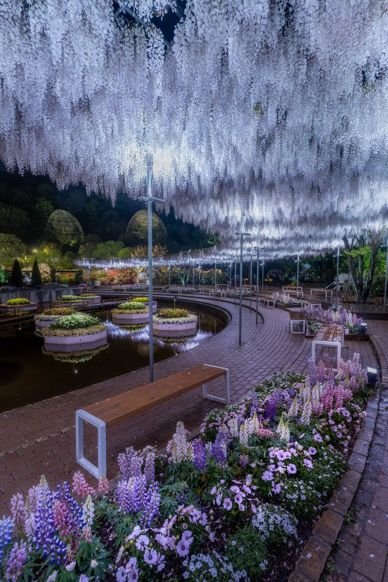 カーブする藤棚のライトアップが美しすぎたので見てほしい