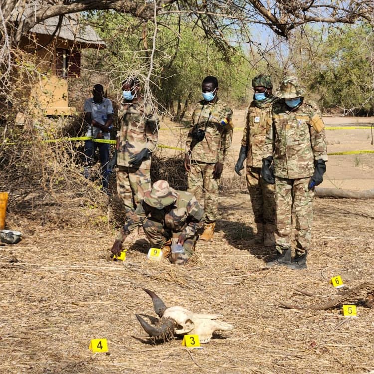 Training continues to #endwildlifecrime in Central Africa. Last week in Chad, training on informant network management, surveillance techniques and the judicial treatment of wildlife crime scenes was delivered. Park rangers were provided with crime scene kits.