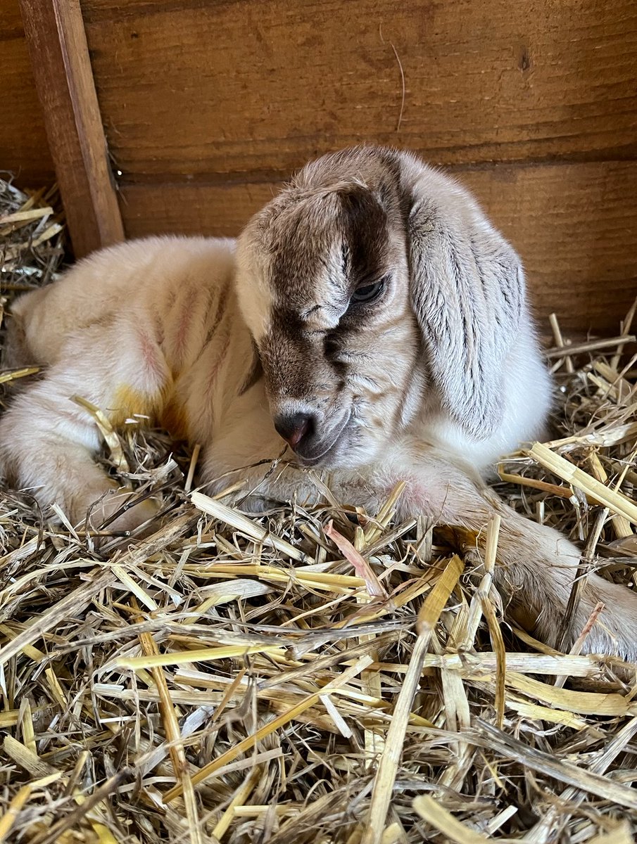 Occombe_Farm's tweet photo. ππ₯πFamily fun this weekend at Occombe Farm!
Whether you are visiting to playπ€ΈββοΈ, eat π₯ͺor shopπ all your support goes towards our parent charity - Torbay Coast and Countryside Trust.
#occombefarm #torbaycoastandcoutrysidetrust #playeatshop #weekendoffun https://t.co/X9Xiv12cjG