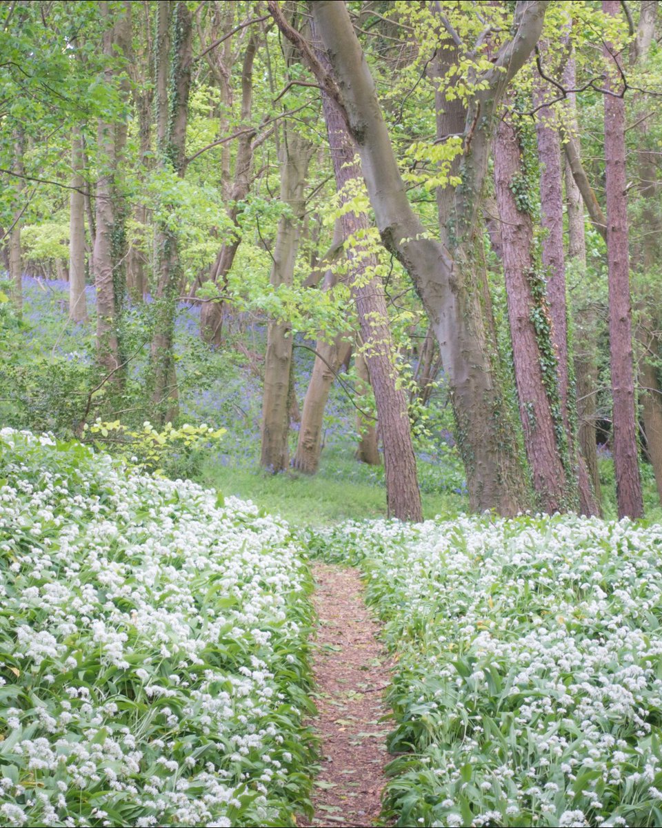 🌳 #WildGarlic, also known as ramsons or wood garlic, is starting to carpet the #woodland floor.

🔍 Look for long green pointed leaves with a smooth edge and small, white flowers with six petals on a thin stalk.

👉 Learn more about this #wildflower: bit.ly/3JwjUPi