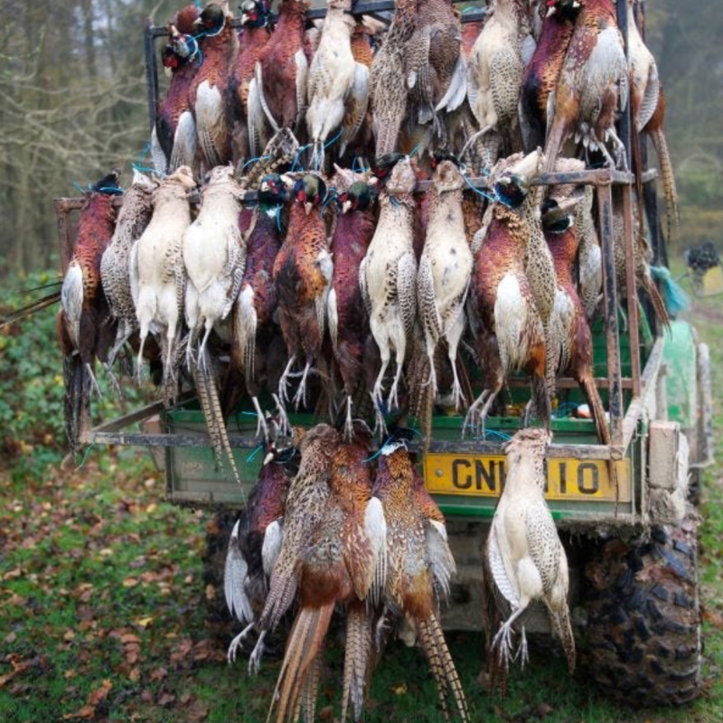 The bird shooting industry is a disgrace and has no place in this or any other century. Protect the Wild is determined to end it. RT and follow @ProtectTheWild_ if you stand with us!