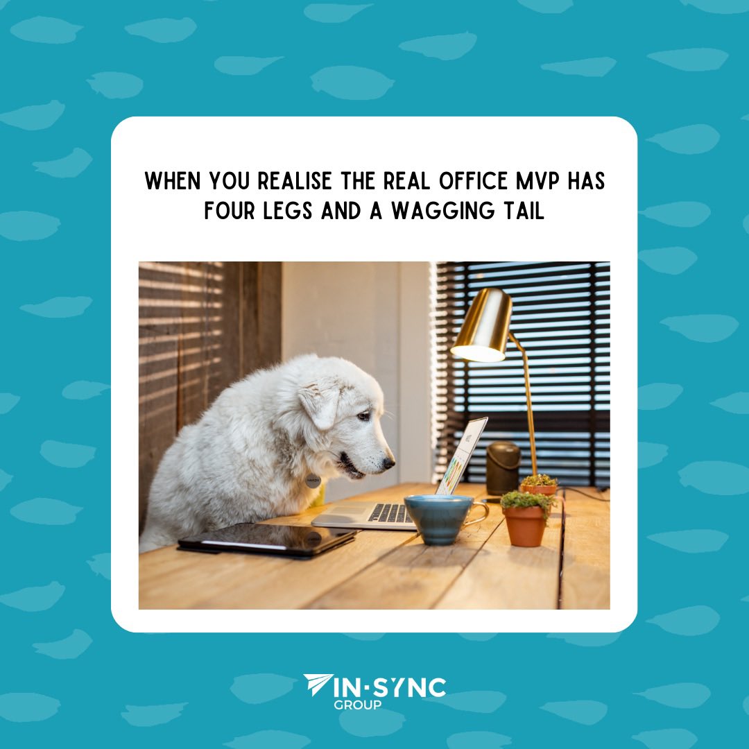 The real office MVP🐶