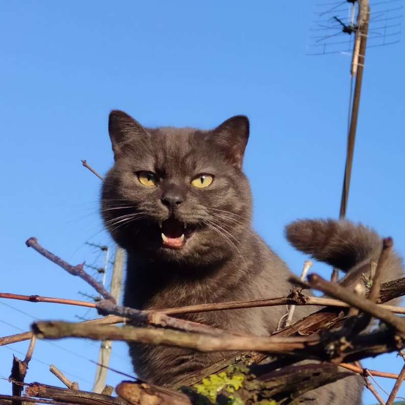 Кузя залез на крышу и ругается на скворца-потому что он улетел! А Кузя так хотел с ним познакомиться!🐦‍⬛