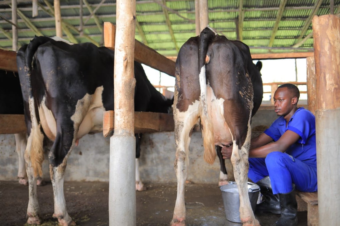 #WorldVeterinaryDay : In Uganda, Veterinarians play a major role in providing Animal Health-related advisory as well as Animal disease diagnosis, reporting and control, with overall policy guidance from the MAAIF Directorate of Animal Resources. #VetDayUG #WorldVeterinaryDay