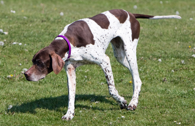 Anybody need daily dog walks in  #Mottingham, #SE9?  Slots available for just £10 per hour! Fully insured, DBS checked, experienced Ltd pet care company.  For more info see:  readypetgo.co.uk/dog_walking_mo… [603]