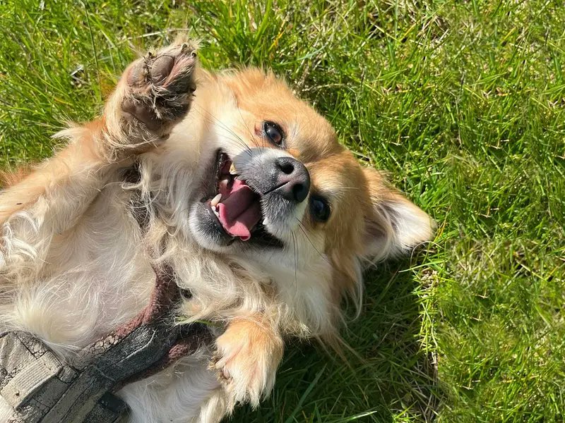 Friday's at Dogs Trust look a lot like this 🐶💛
Thor at @DT_Essex hopes you have a lovely weekend!

[Image description: Pomeranian Crossbreed laying on the grass looking up at the camera with his paws in the air.]