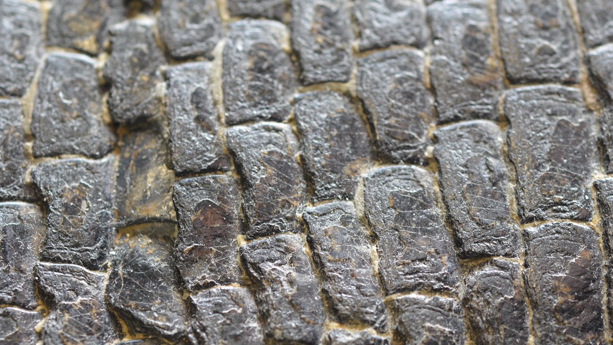 This cobblestone street is unlike any other, because it's actually the scales of the Jurassic fish genus Furo! @unibirmingham @geology_bham #FossilFriday #LapworthRocks #geologyrocks #geology #palaeontology #paleontology #palaeo #paleo #fossils #minerals #fish #Jurassic #museum