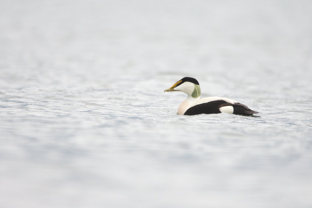 Today’s #FridayFeature is this eye-level image of a stunning male eider duck at Prestonpans. Thanks to Ross Bennett for sharing this with us.

If you'd like a chance to feature across our channels, tag us or use #NatureScot

📷 @RabBennett56