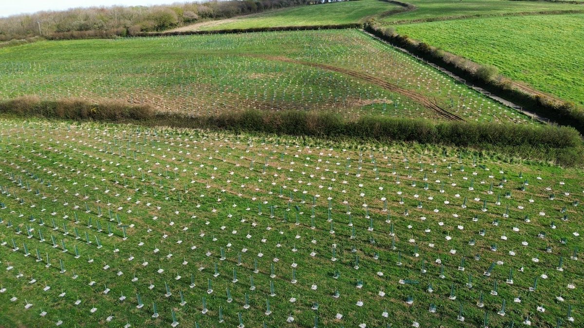CORMACltd's tweet photo. We've almost completed our Beacon planting project in Bodmin for the Forest For Cornwall

It's native woodland consisting of woodland edge and canopy species which will visually enhance the Beacon park and provide a host of ecosystem services.

#environment #nature #cornwall https://t.co/94cL0O0hTV