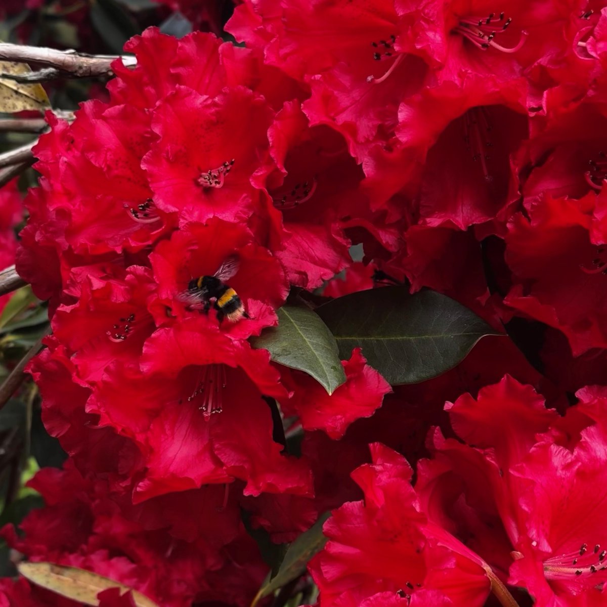 Our rhododendron collection continues to put on a colourful show here at RHS Garden Wisley. Head to Battleston Hill and Oakwood to see some spectacular examples which are proving popular with many visitors 🐝 Plan your spring visit at rhs.org.uk/wisley