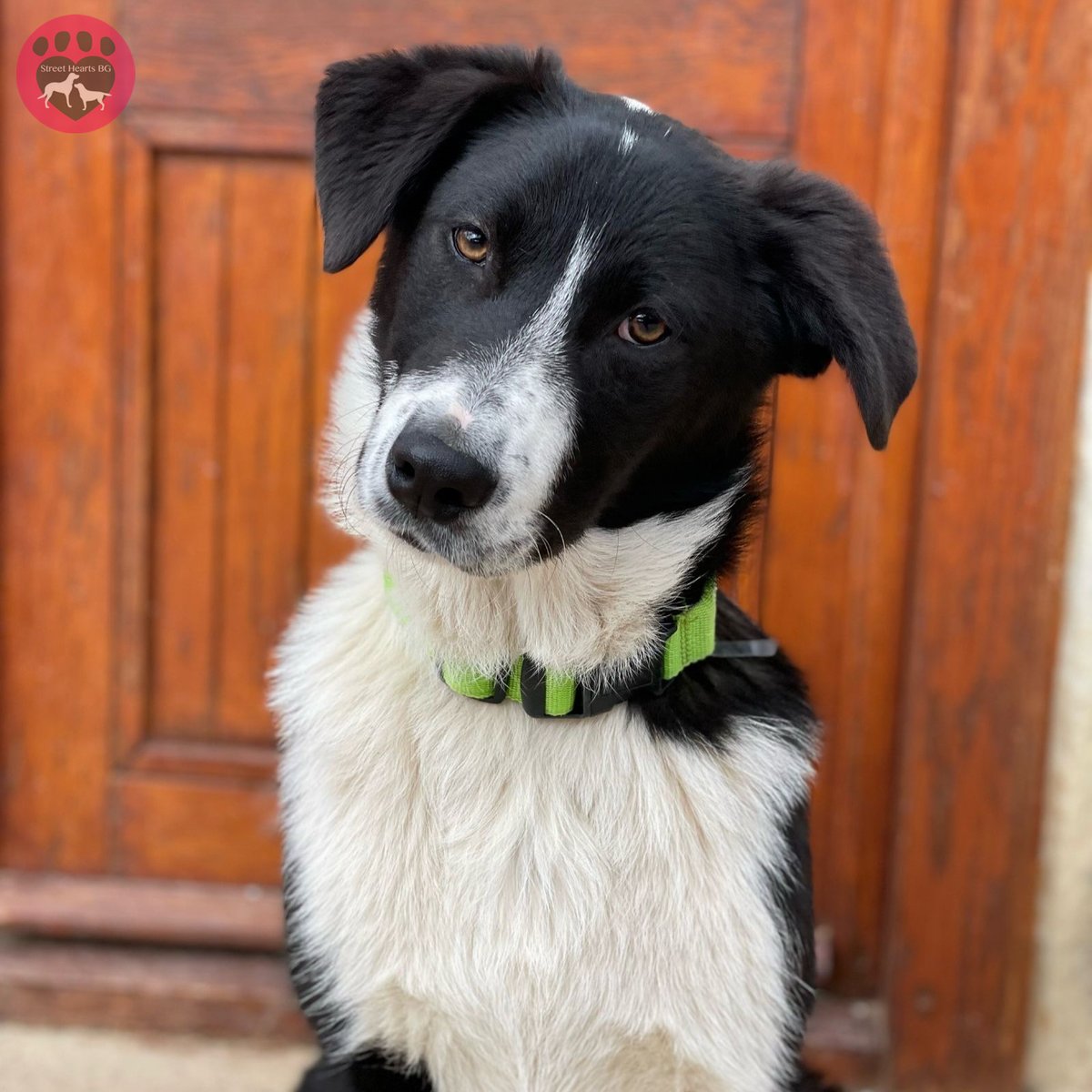 Guess who's secured his spot on the May Furever Bus? That's right, Handsome Harry! Harry is Manchester-bound, where a loving family awaits him, along with a very special fur sister. Do you remember Magic, our former Street Heart? She's now known as Mavis, and she can't wait to