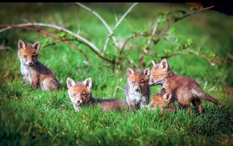 Five cub foxtrot! 🦊 Thanks to the gifted Rostrevor photographer Louis McNally for another superb shot of the wonders of wildlife around us here in Rostrevor. Check out his fb page for more of his amazing work!