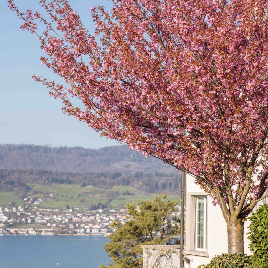 Welcome to your sanctuary of healing and rejuvenation. At The Kusnacht Practice Luxury Treatment Center, our clients reside in unparalleled comfort and privacy, nestled within our exclusive luxury villas.

#TheKusnachtPractice #TreatmentCentre #LuxuryTreatmentCentre