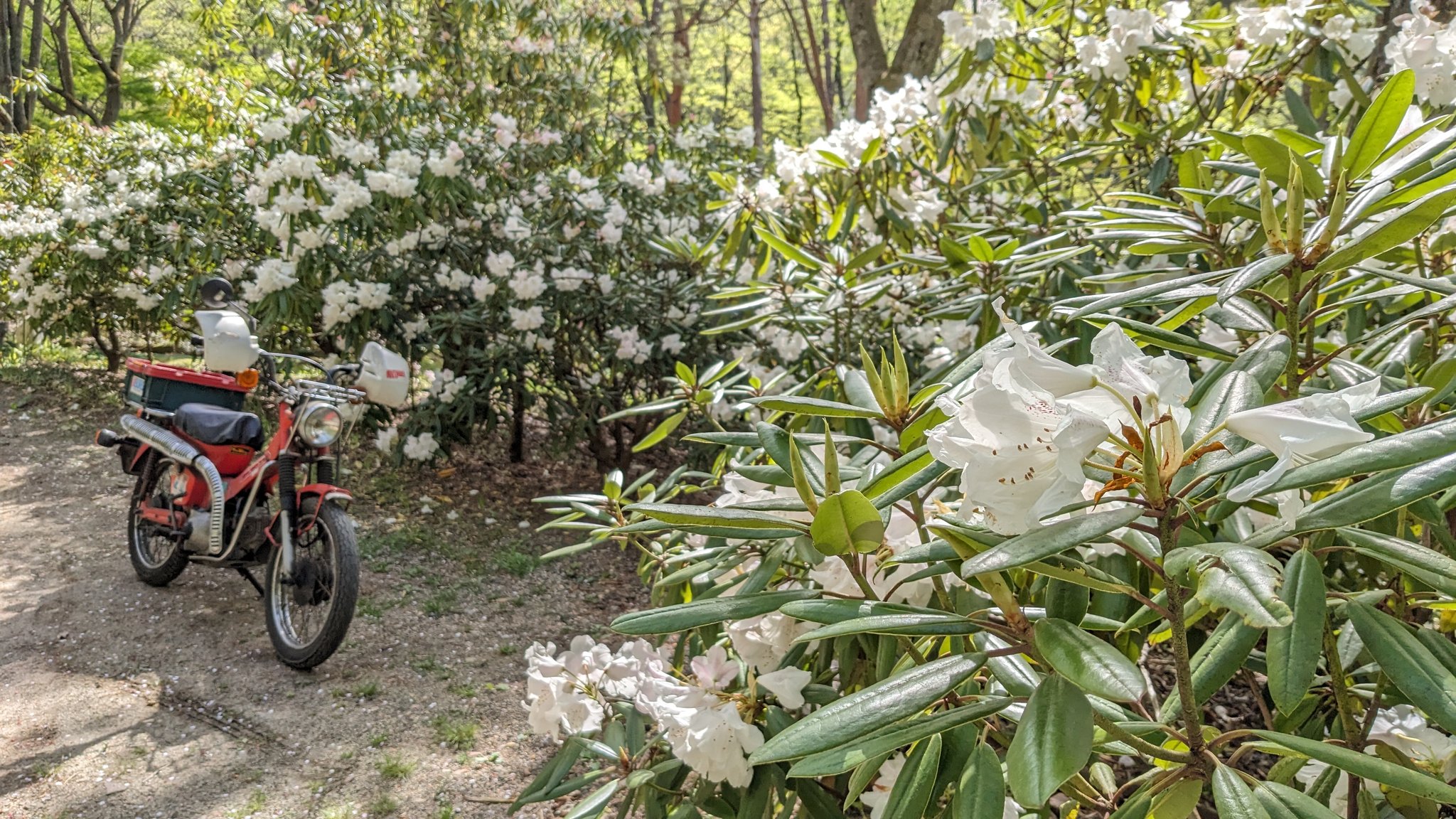 風水の庄 石楠花苑: YAMANON-BLOG