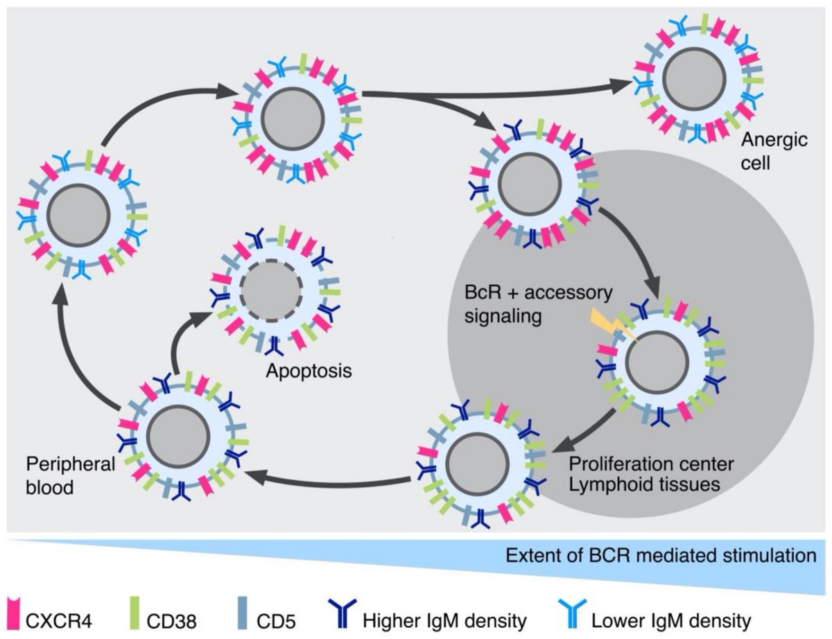 🌟#notablepaper on the Topic of B Cells 📚Old and New Facts and Speculations on the Role of the B Cell Receptor in the Origin of #ChronicLymphocyticLeukemia 🔗mdpi.com/1951810 👨‍🔬By Prof. Manlio Ferrarini et al @MDPIOpenAccess @MDPIBiologySubj #bcells #immunoglobulin