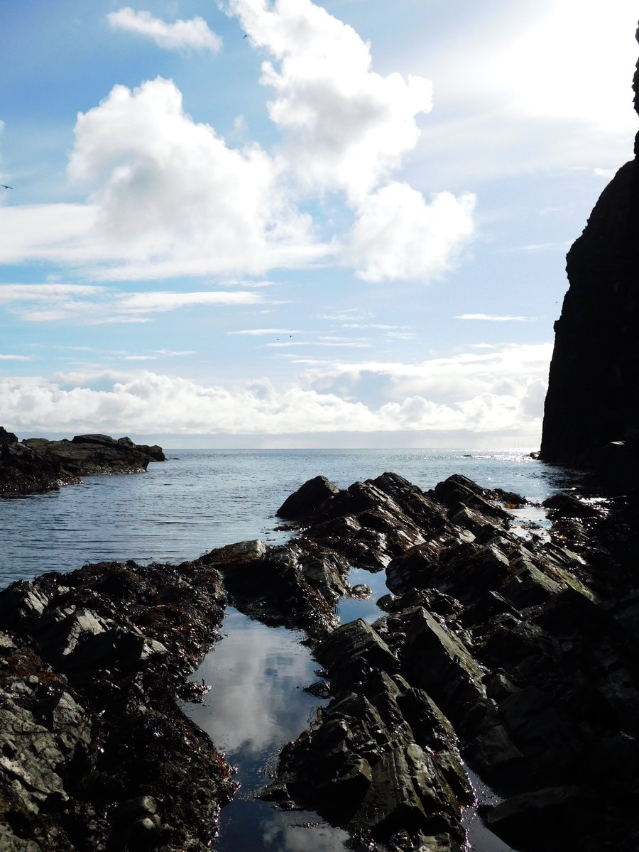 🌊 My #trek down & around #Whaligoe Steps this #FridayMorning 📷 #Sunshine, dandelion, #birdwatching & #relaxation ☀️ #Caithness #Scotland #Outdoors #SpringVibes #Nature #Landscape #Photography #FridayVibes #Blogger #Coastal #Wildflowers #Horizon #Coast 🏴󠁧󠁢󠁳󠁣󠁴󠁿