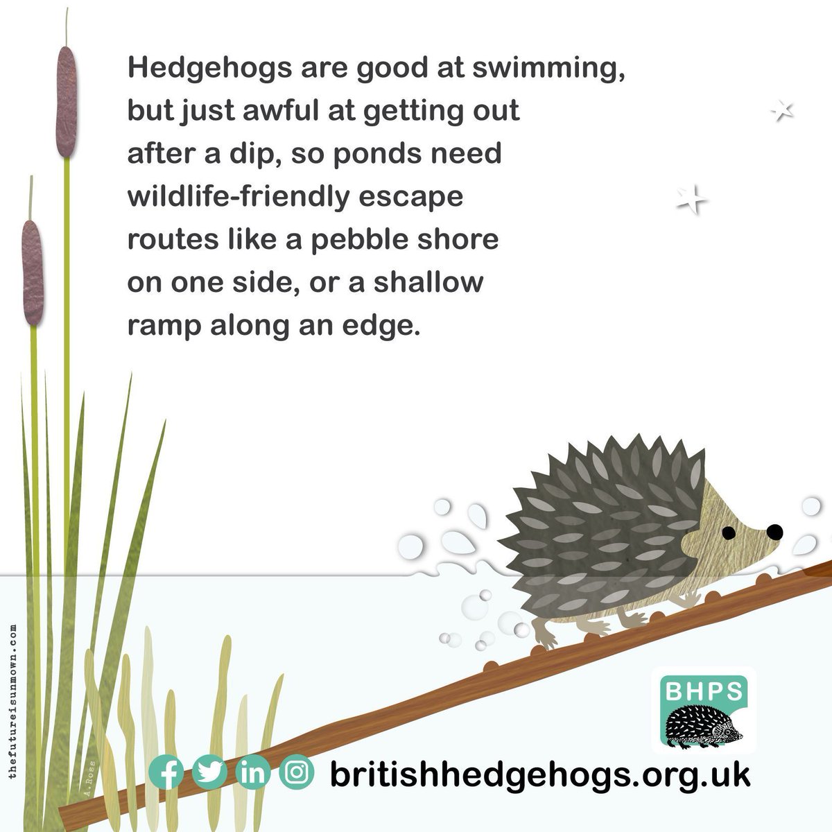 Did you know...? #Hedgehogs are actually pretty good swimmers? 🦔 💧 But it's vital to add wildlife ramps, sloping edges or a pebble beach to your pond or pool, as they can't navigate steep slippery sides! #FridayFact #FunFactFriday