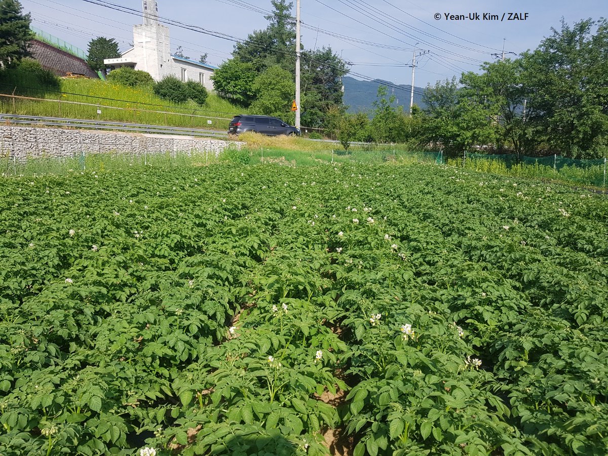 🥔 #Climate change affects potato production in South Korea: CO2 fertilization effects combined with adapted planting times could increase yields by 60%, but effects of extreme weather are still unclear, as a new ZALF study shows. zalf.de/en/aktuelles/P…