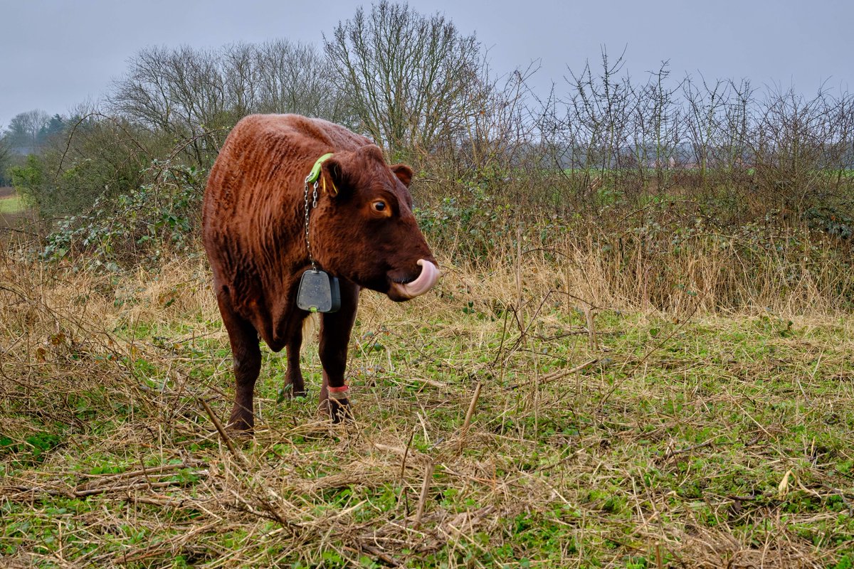 It has been a brilliant winter and spring for our #SussexCattle using #NoFence GPS collars on #FarthingDowns and #KenleyCommon. @Nofence_AS has transformed how we carry out conservation grazing allowing us to tackle tricky scrub patches and thatch build-up in our hay meadows