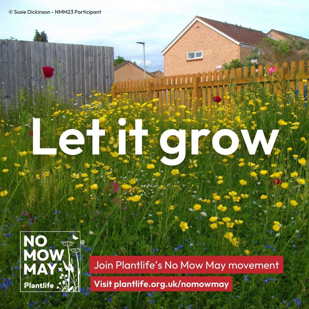 Plantlife’s #NoMowMay is back. Take action for nature by putting the lawnmower away and letting the wildflowers bloom 🌸 Even the smallest grassy patch can make a huge difference for our wildlife, including our bumblebees 🐝 Full details 👉 ow.ly/K1rk50RjBKa @Love_plants