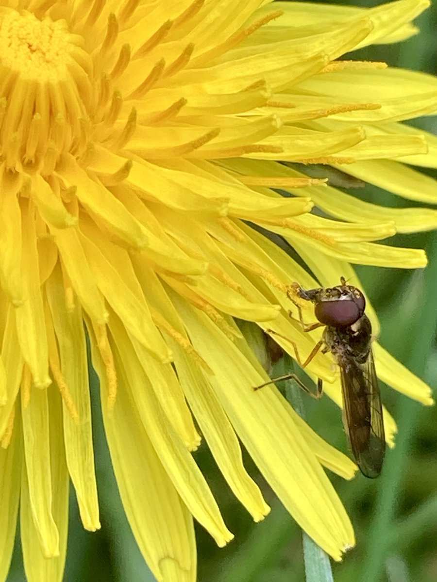 💛🪰💛😊 #FlowersOnFriday #Flyday #FliesAreBeautiful