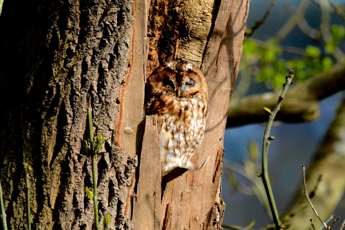 One of Meanwood's residents catching some rays at its regular spot this morning. #TawnyOwl