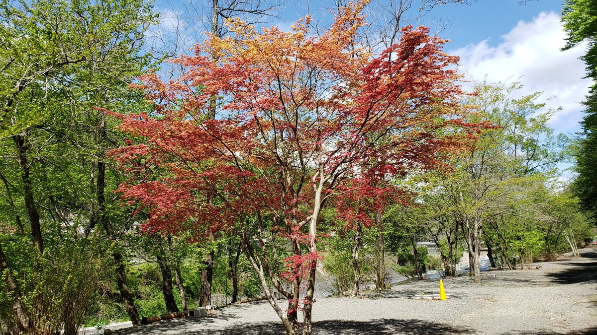 滝原オートキャンプ場🐤
いよいよ明日から連休の始まりです～🎵
お客さまで一杯になりま～す😆
(今年初✨✨)
🍁赤いカエデは、今年は早くも緑になりかかっています🍁

#道志村　#キャンプ場