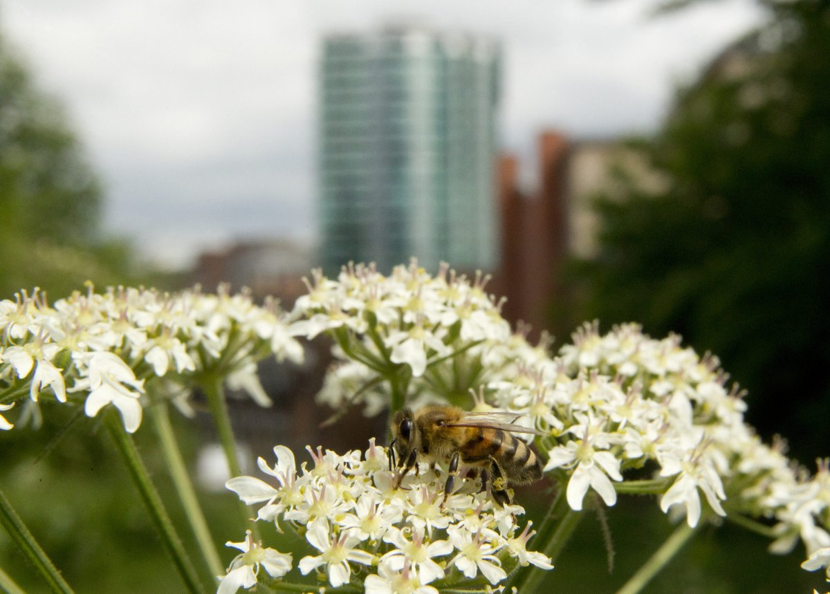 The ending of the Bute House Agreement requires a new Programme of Government to help Scotland deal with reversing declines in nature and curbing climate emissions writes our Head of Policy and Advocacy @HaddingtonBruce. Read the full article online. scottishwildlifetrust.org.uk/news/action-on…