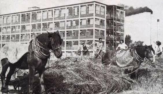 A photograph of East Tilbury Farm in 1946, bringing in the harvest.
