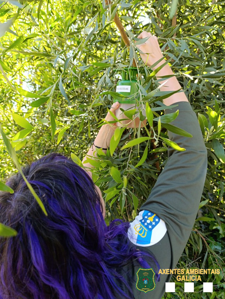 Dentro das medidas para frear a expansión da avespa #velutina, @s #AxentesAmbientais e #BombeirosForestais @Xunta participamos no operativo no que se integra o #SPIF @incendios085 consistente no trampeo selectivo e xeolocalizado por todo o territorio galego