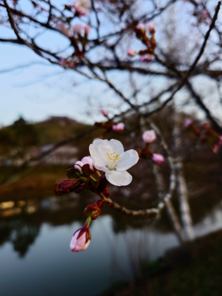 赤平の桜も楽しみですね