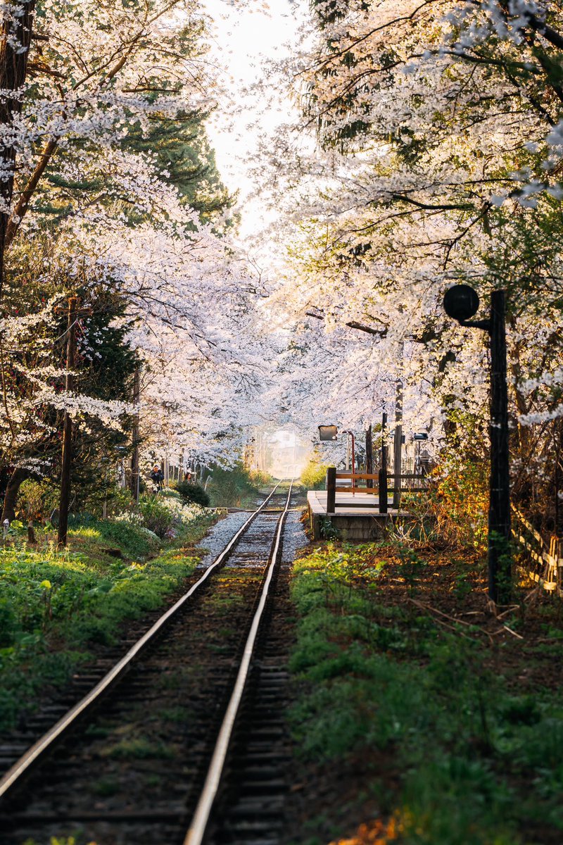 桜のトンネルを走る鉄道が最高