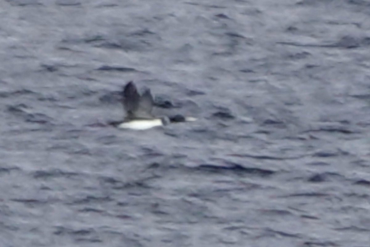 More White-billed Diver action off Dunure, presumably the now fully moulted adult last seen on 26th March @ayrshirebirds