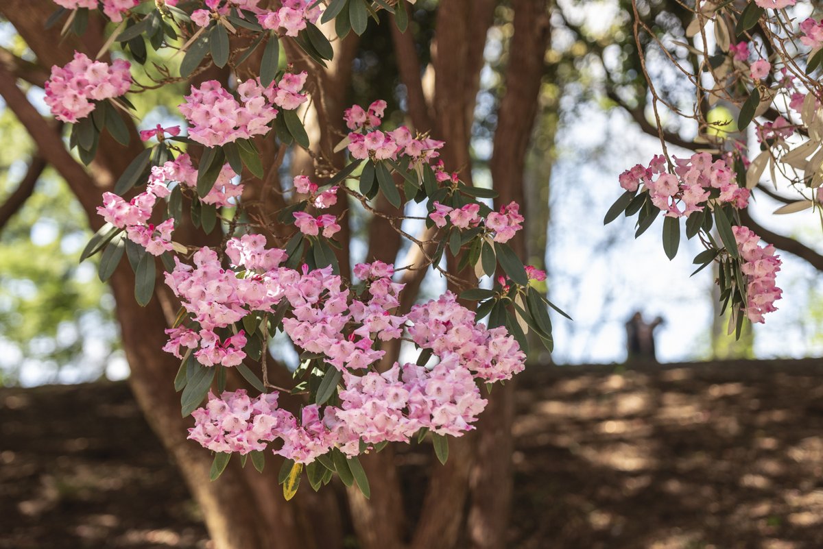 There is just so much to see around the garden here at Bodnant at the moment. With so much colour from the rhododendron collection, blossom and stunning tulips around the Deep Bath to spot, it really is a #BlossomWeek to celebrate in style. bit.ly/3bC4z2x