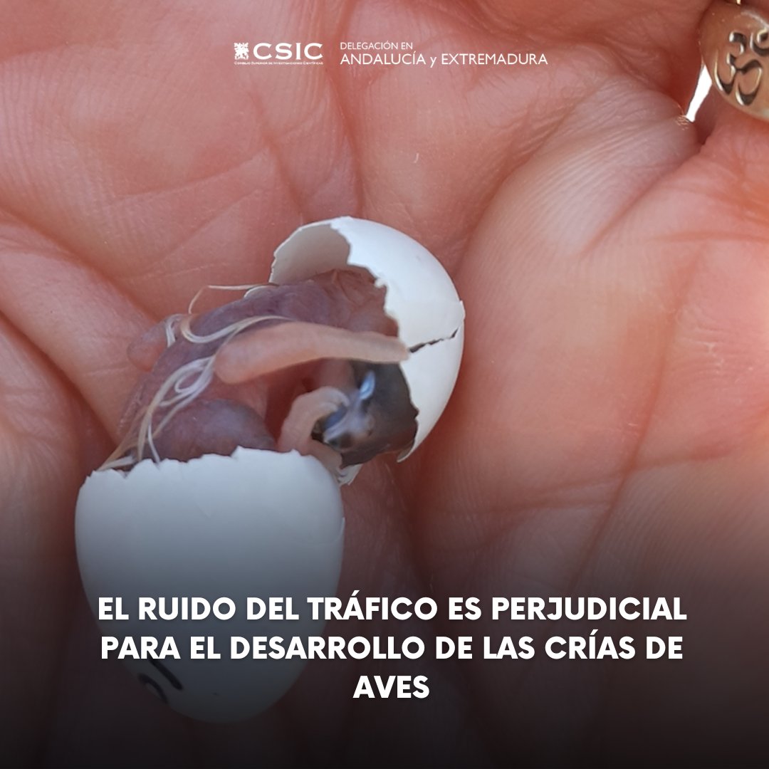 El ruido de los coches perjudica a los individuos a lo largo de su vida incluso años después de la exposición Señalan la posibilidad de que el impacto de este ruido sea mayor en especies cuya sensibilidad al sonido se desarrolla en la vida prenatal t.ly/xnYL1