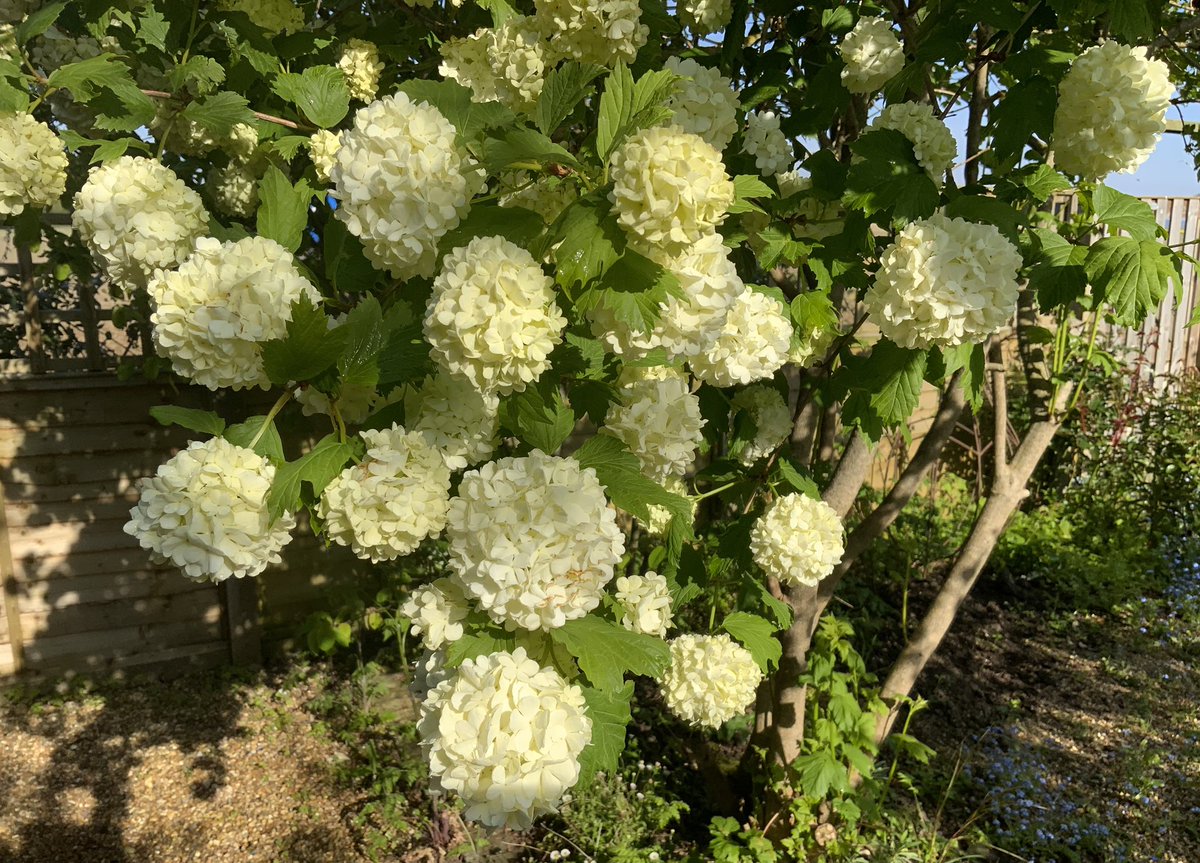 Viburnum Opulus - those pom-poms are perfect for cheer leaders! Happy Friday everyone, have a good day, take care. #FlowersOnFriday #GardeningX #GardeningTwitter #spring #viburnum @loujnicholls @kgimson