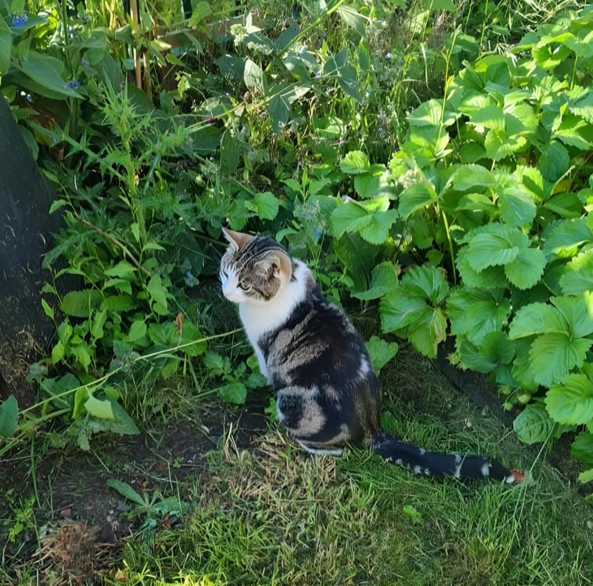 Definitely heard a rustle! #catsoftwitter #cats #Hedgewatch