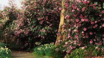 Huge bushes of Camellia reticulata, saluenensis, donckelaarii, J C Williams, Donation; #gardening visit.caerhays.co.uk/the-estate/the…