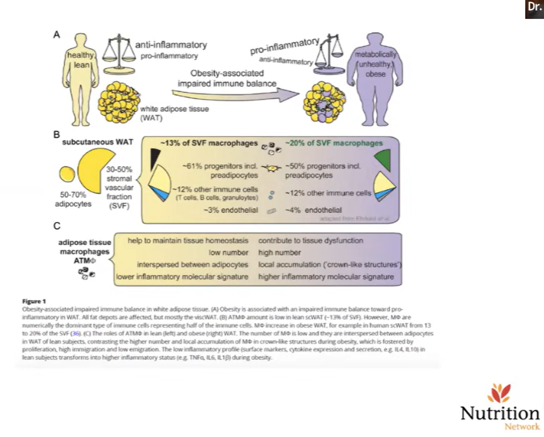 We have to pay attention to the visceral fat. In skinny-fat people, this is not very obvious from the outside

High visceral fat releases cytokines - immune system gets activated. Thus fat tissue is an endocrine organ, communicating with brain, liver, pancreas, muscles

With high…