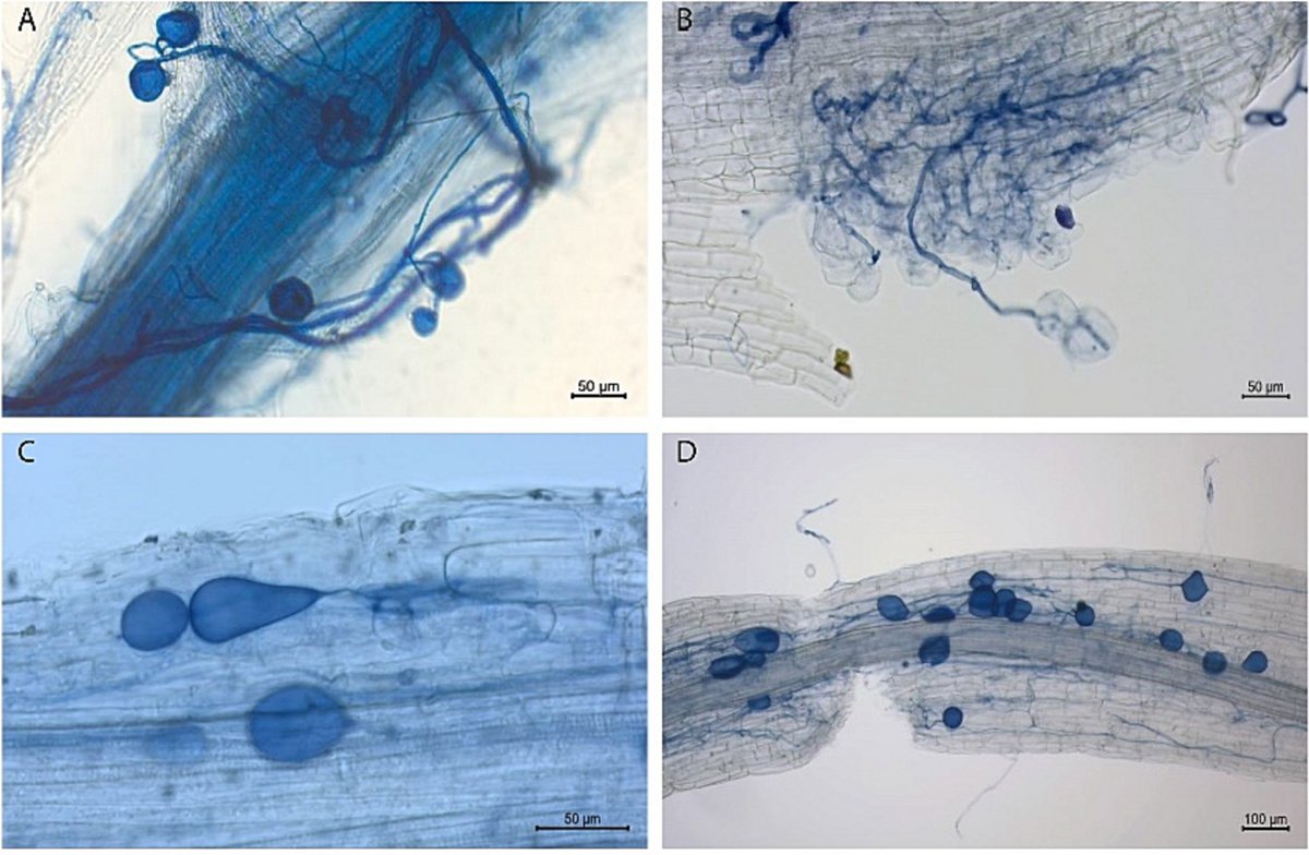 🔬🍄Microscope pictures of AMF spores and root colonization from our latest paper available in Applied Soil Ecology: sciencedirect.com/science/articl…