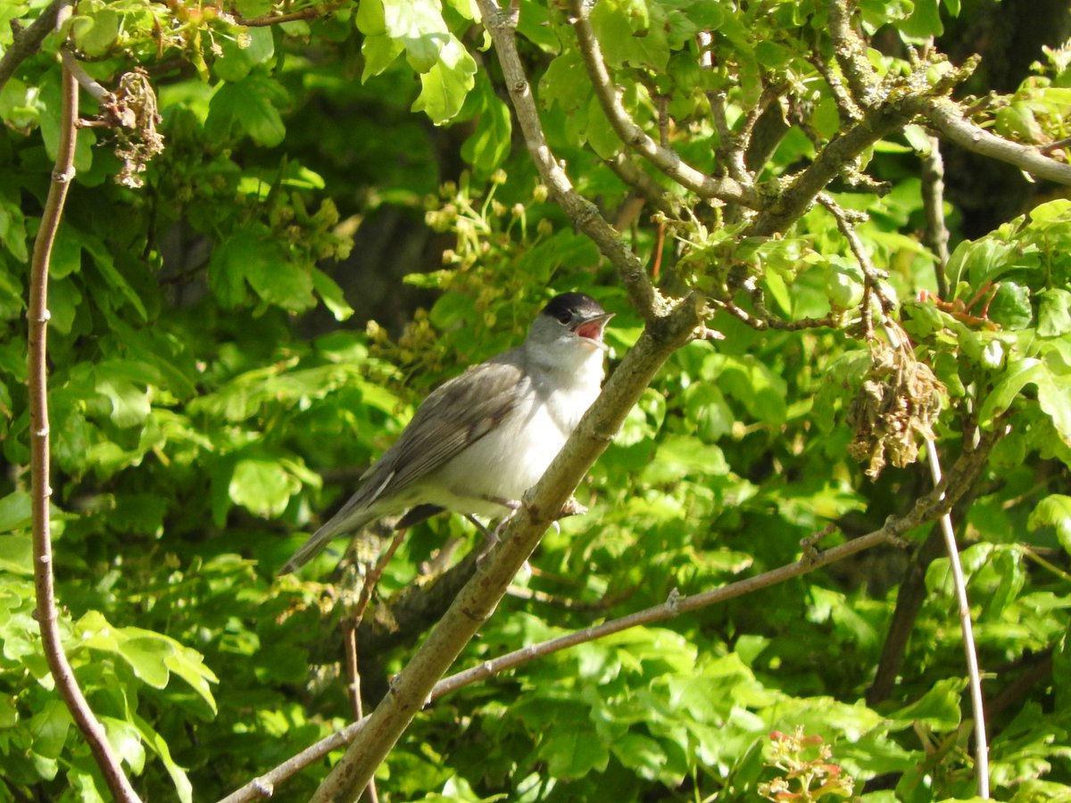 GlosterBirder tweet picture